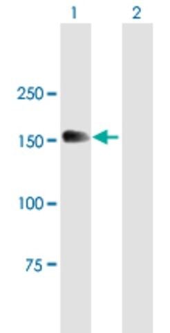 Anti-MTMR4 antibody produced in mouse