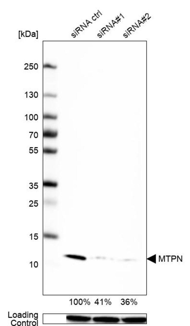 Anti-MTPN antibody produced in rabbit