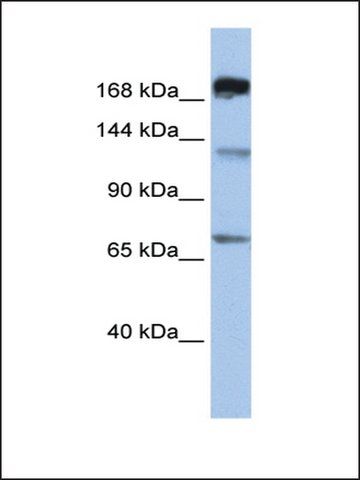 Anti-MTR antibody produced in rabbit