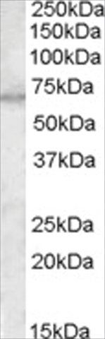 Anti-MTM1 antibody produced in goat