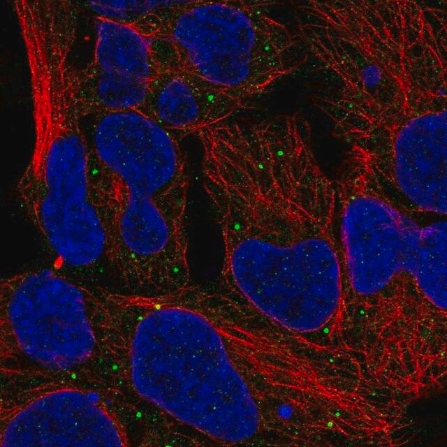 Anti-MTOR antibody produced in rabbit