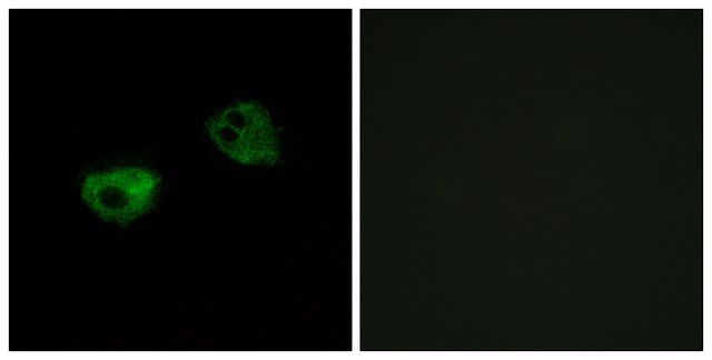 Anti-MTR1A antibody produced in rabbit