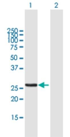 Anti-MTX2 antibody produced in mouse