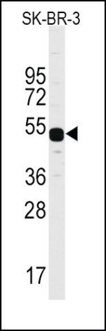 Anti-MUC20 (C-term) antibody produced in rabbit