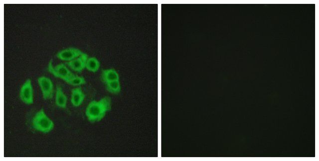 Anti-Mucin-14 antibody produced in rabbit