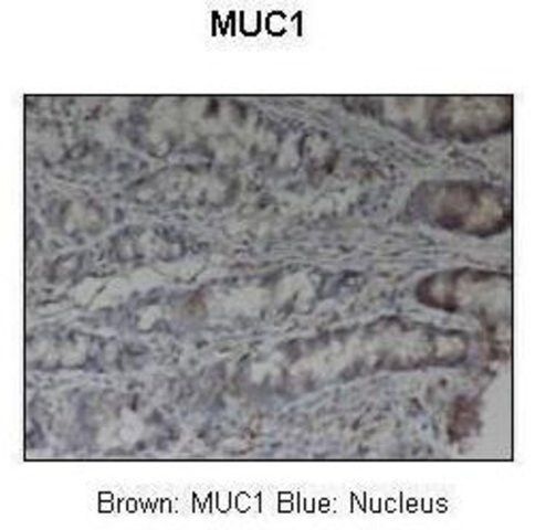 Anti-MUC1 (ab2) antibody produced in rabbit