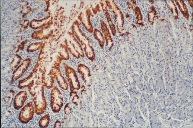 Anti-Mucin MUC5AC Antibody, clone CLH2