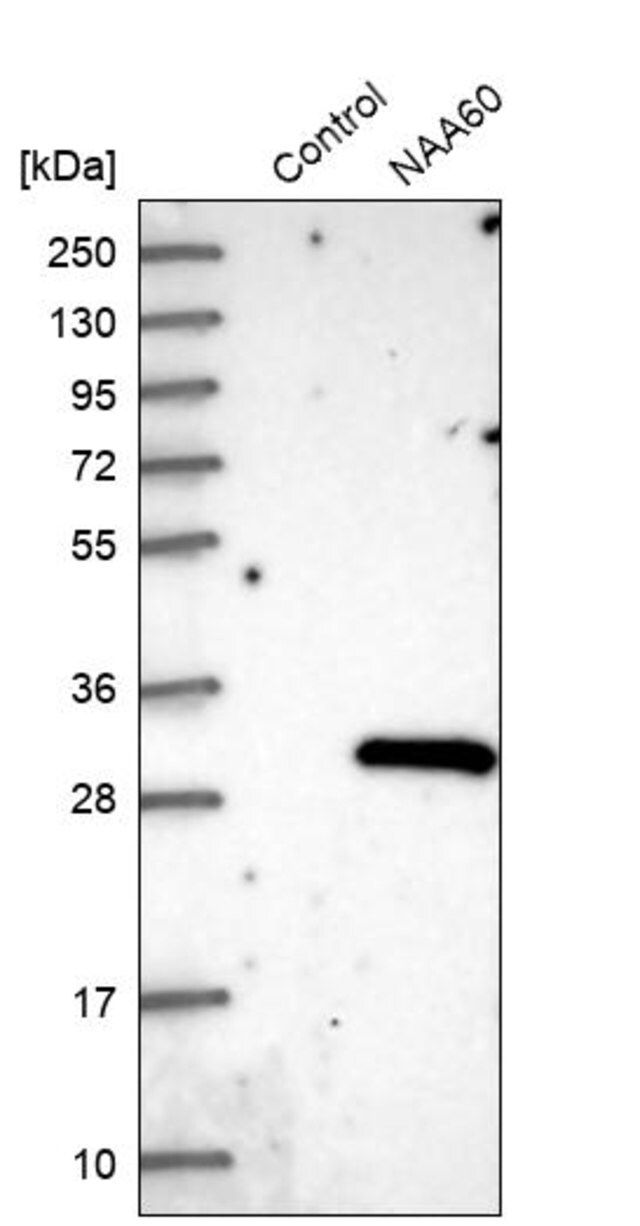 Anti-NAA60 antibody produced in rabbit