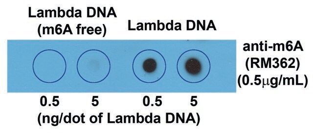 Anti-N6-Methyladenosine (m6A) antibody, Rabbit monoclonal