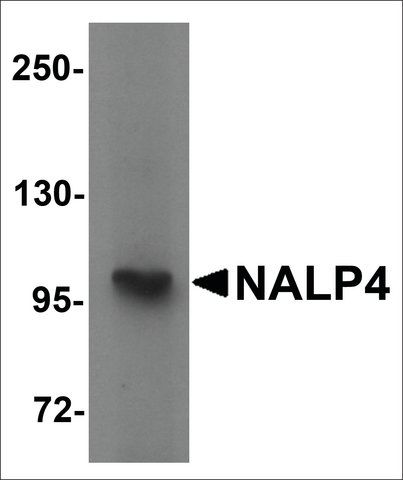 Anti-NALP4 antibody produced in rabbit