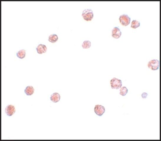 Anti-NALP13 antibody produced in rabbit