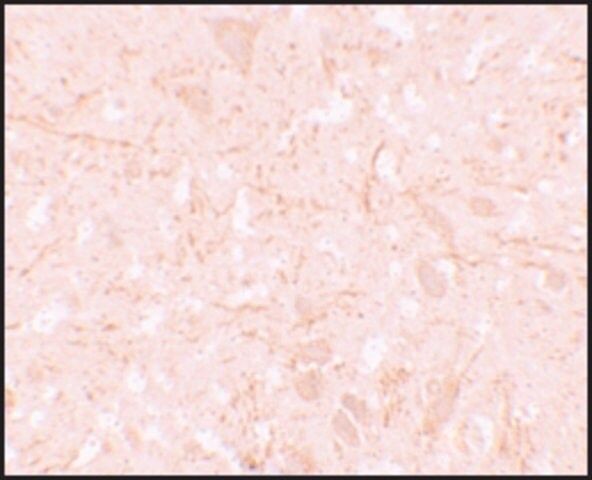 Anti-NALP12 antibody produced in rabbit