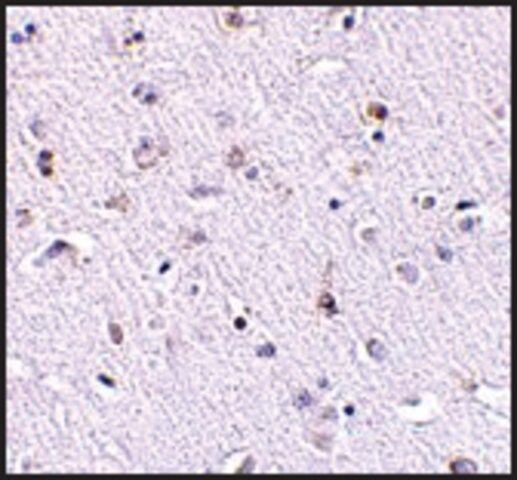 Anti-Nanos1 (ab1) antibody produced in rabbit