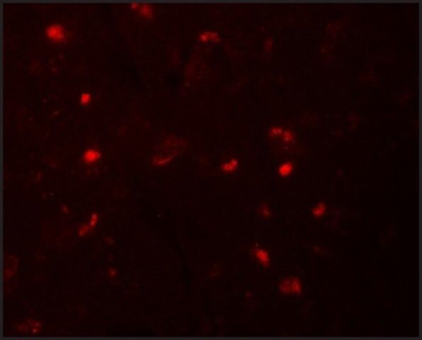 Anti-NALP6 antibody produced in rabbit