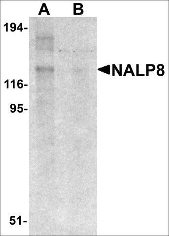 Anti-NALP8 antibody produced in rabbit