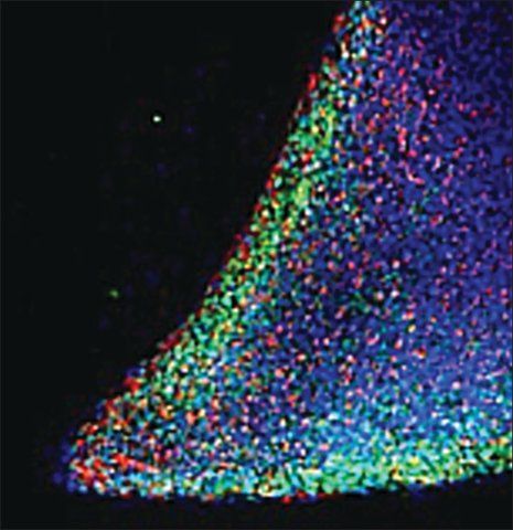 Anti-NANOG antibody produced in goat