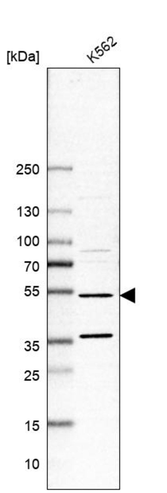 Anti-MTERF1 antibody produced in rabbit