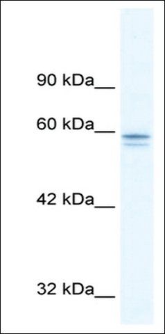 Anti-MTF1 antibody produced in rabbit