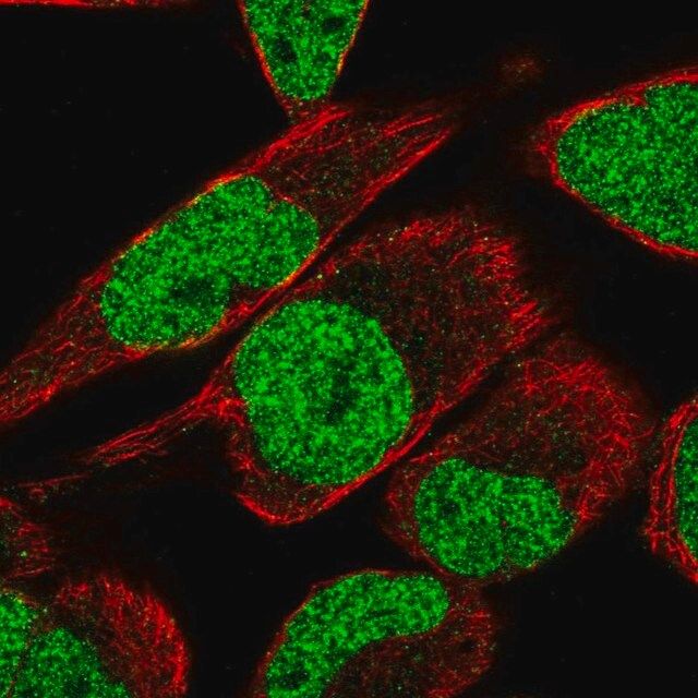 Anti-MTF2 antibody produced in rabbit