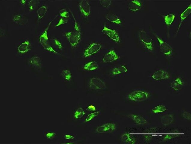 Anti-MTDH antibody produced in rabbit