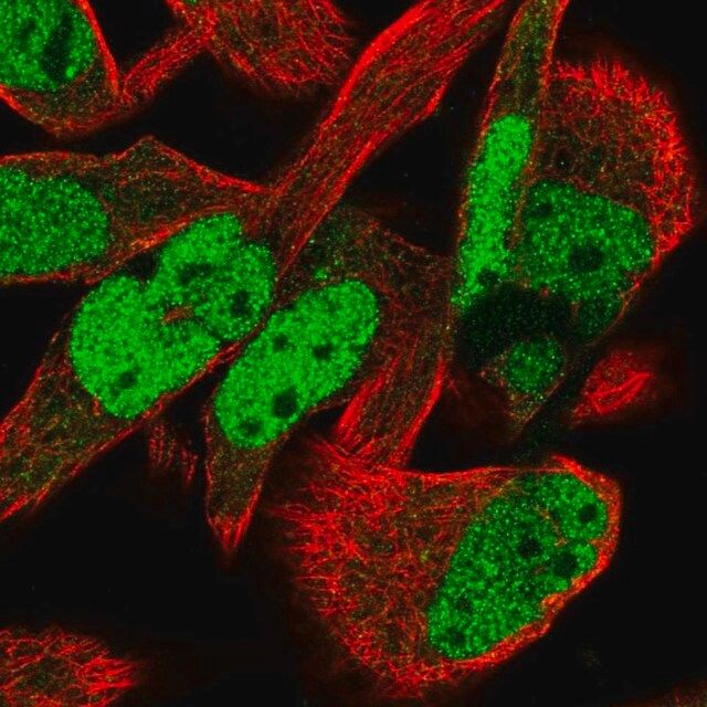 Anti-MTF2 antibody produced in rabbit