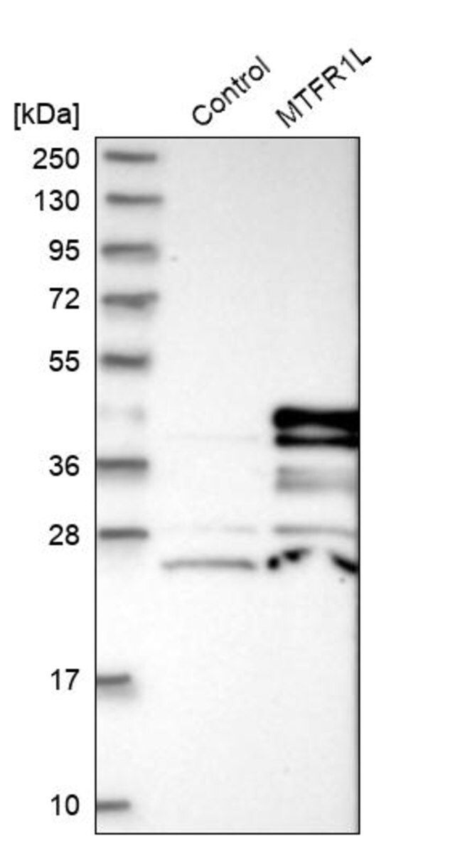 Anti-MTFR1L antibody produced in rabbit