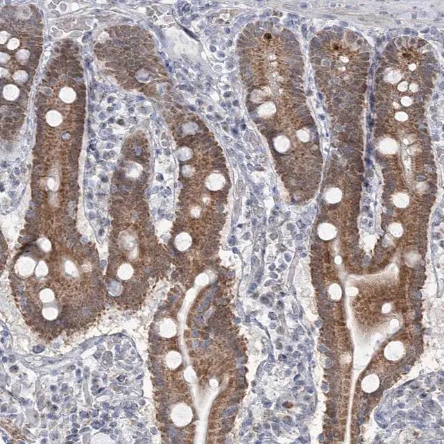 Anti-MTG1 antibody produced in rabbit