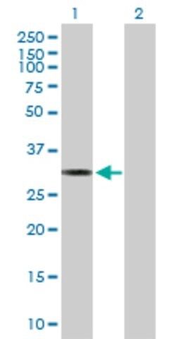 Anti-MTFMT antibody produced in mouse