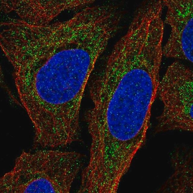 Anti-MTERF1 antibody produced in rabbit