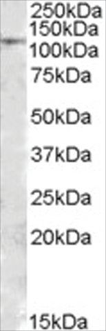 Anti-MTHFD1 antibody produced in goat