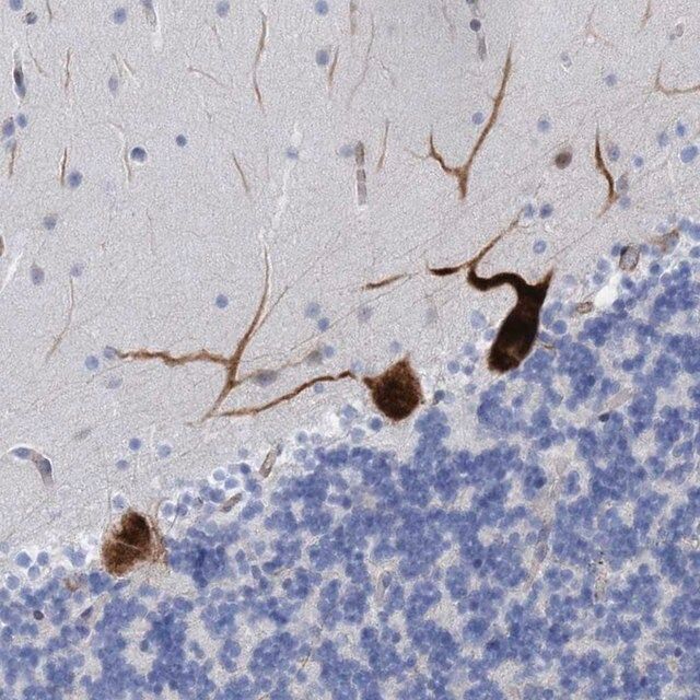 Anti-MTFR1 antibody produced in rabbit