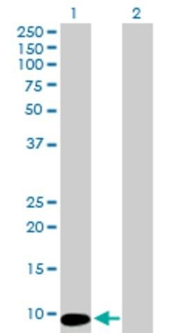 Anti-MTCP1 antibody produced in mouse