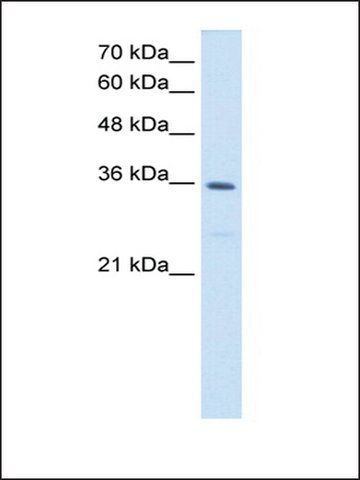 Anti-MTHFD2 antibody produced in rabbit