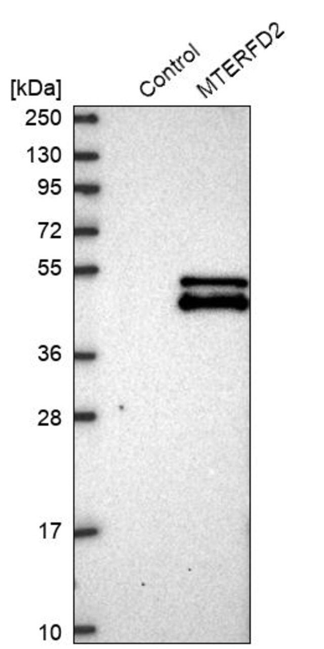 Anti-MTERF4 antibody produced in rabbit