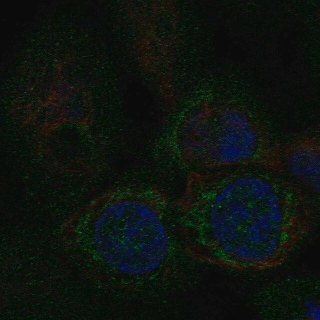 Anti-MTFP1 antibody produced in rabbit