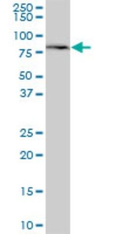 Anti-MTMR1 antibody produced in mouse