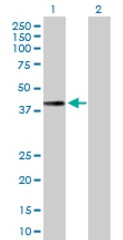 Anti-MTFR1 antibody produced in mouse