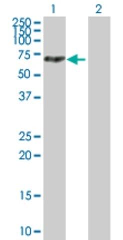 Anti-MTMR14 antibody produced in mouse