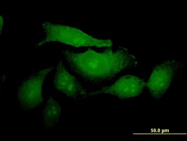 ANTI-MUC2 antibody produced in mouse