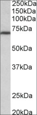 Anti-MTHFR antibody produced in goat