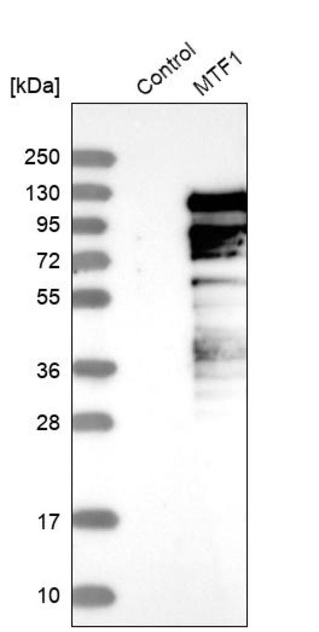 Anti-MTF1 antibody produced in rabbit