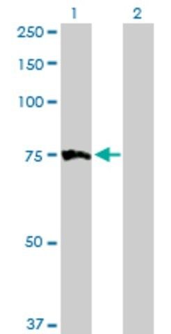 Anti-MTM1 antibody produced in rabbit