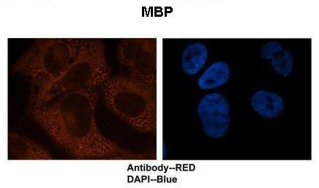 Anti-MBP antibody produced in rabbit