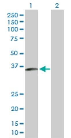 Anti-MCFP antibody produced in mouse