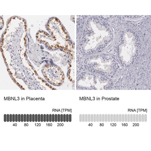 Anti-MBNL3 antibody produced in rabbit