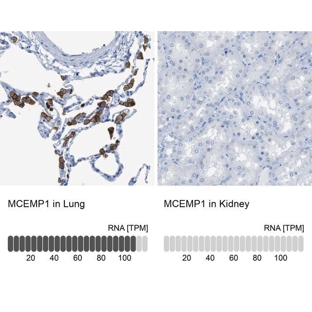 Anti-MCEMP1 antibody produced in rabbit