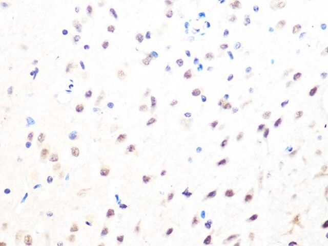 Anti-MAD2B/MAD2L2 antibody produced in rabbit