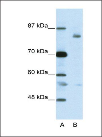 Anti-LZTR1 antibody produced in rabbit