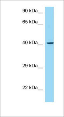 Anti-MADCAM1 antibody produced in rabbit