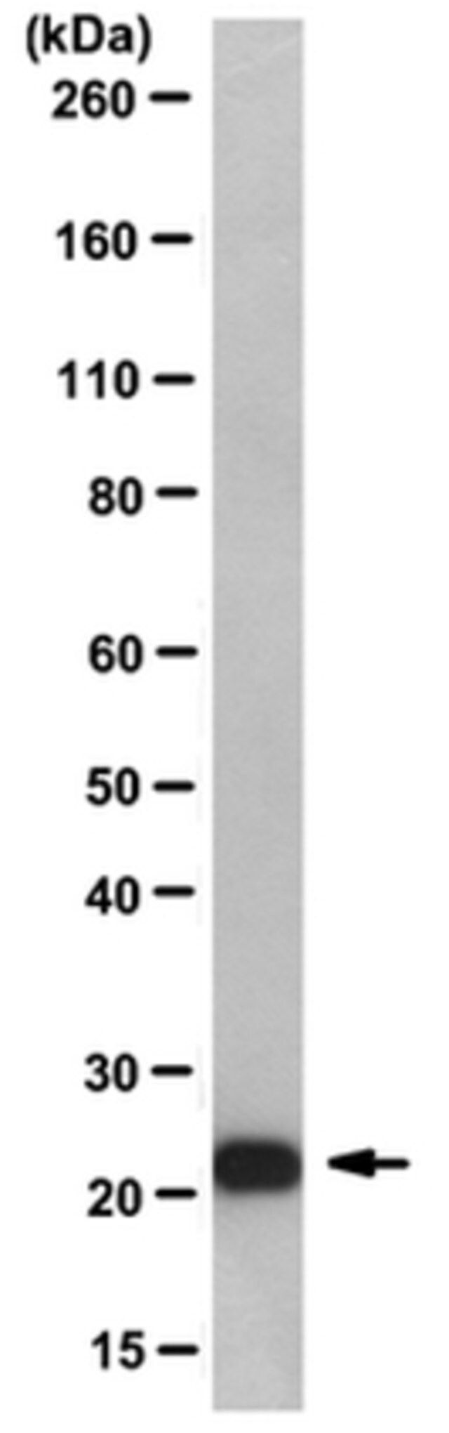 Anti-Mad2 Antibody, clone AS55-A12